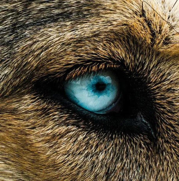 Copertina Master sulla Comunicazione