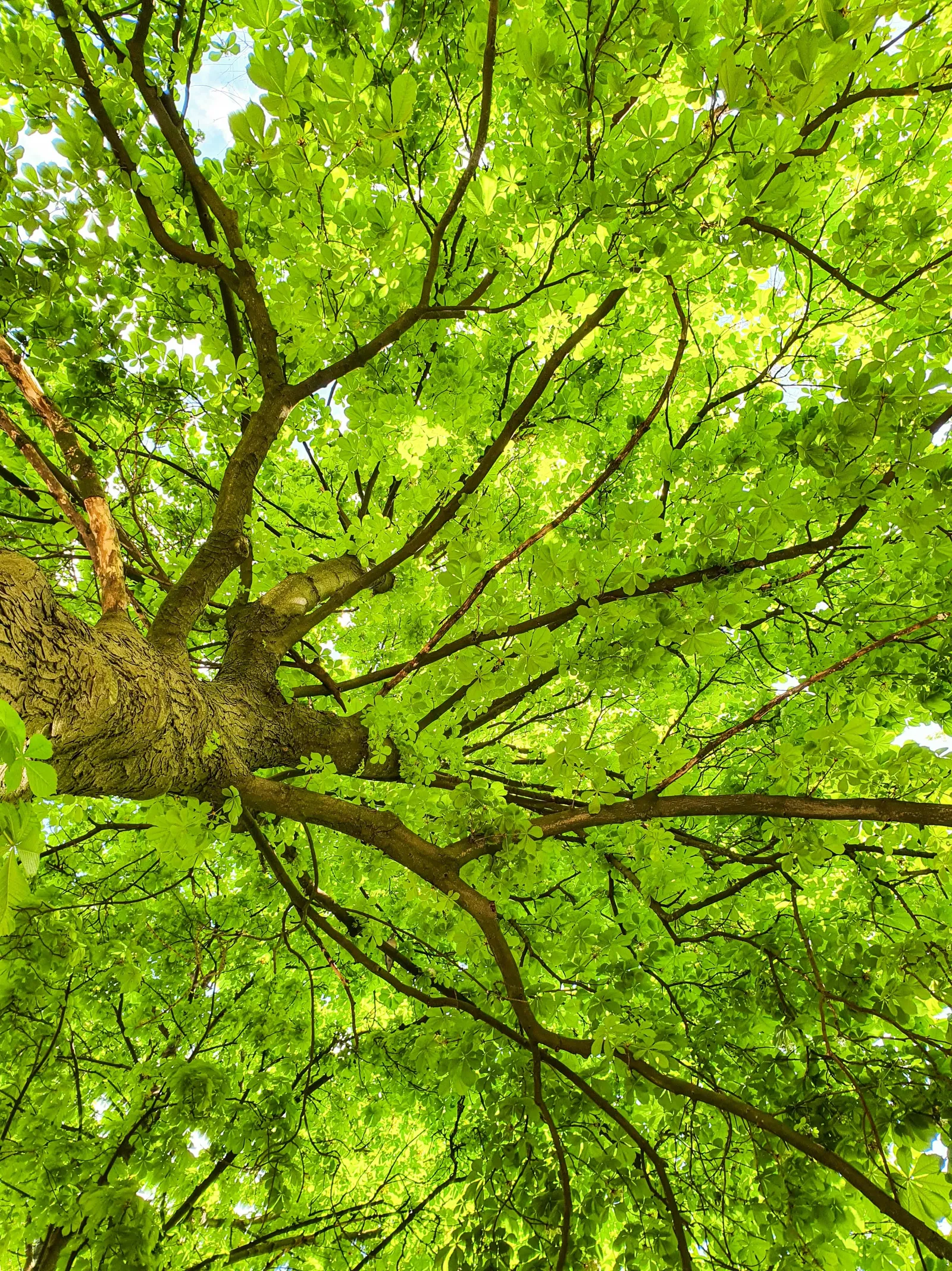 Copertina Master Polivagale Attaccamento