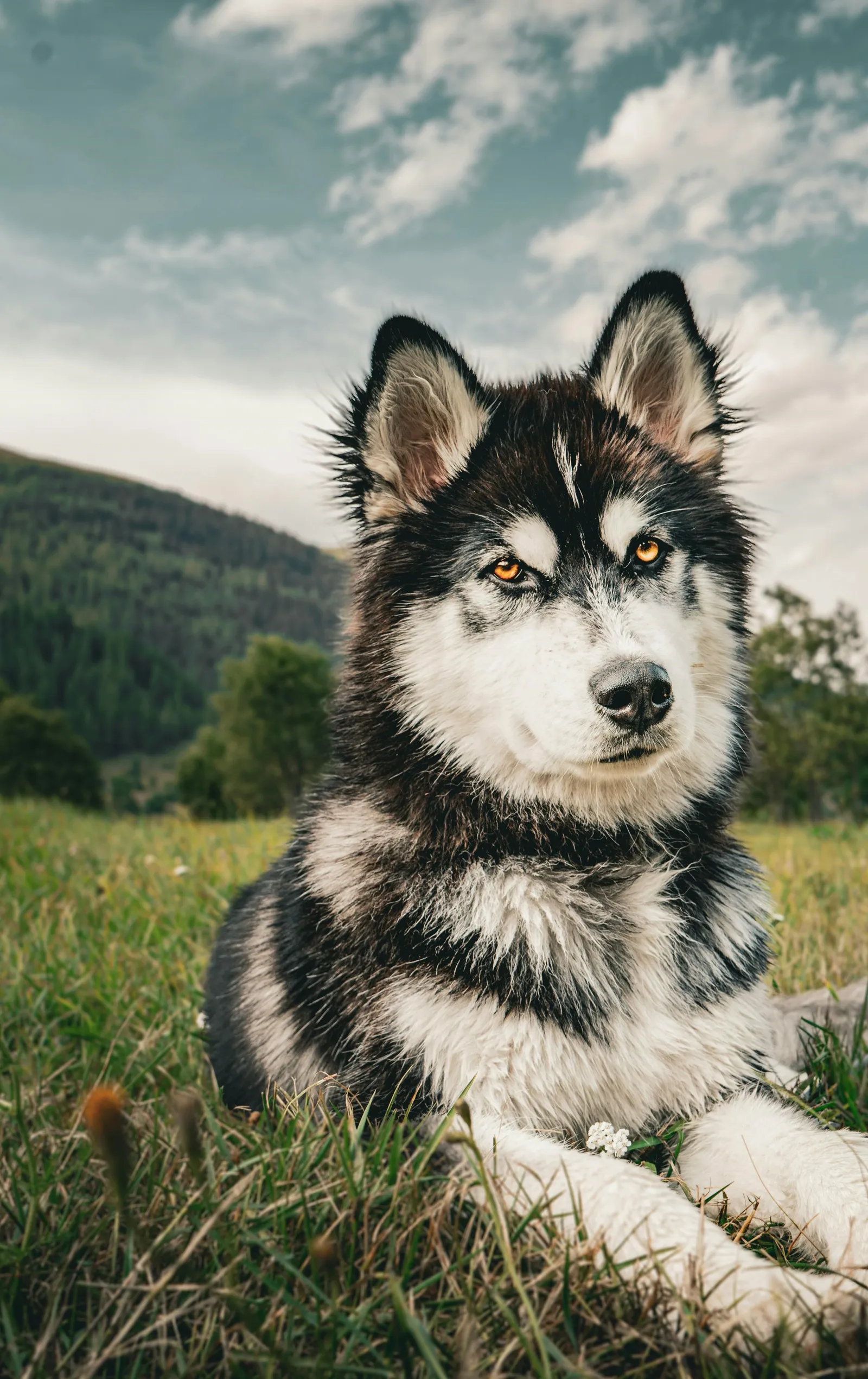Copertina Corso Educatore Cinofilo
